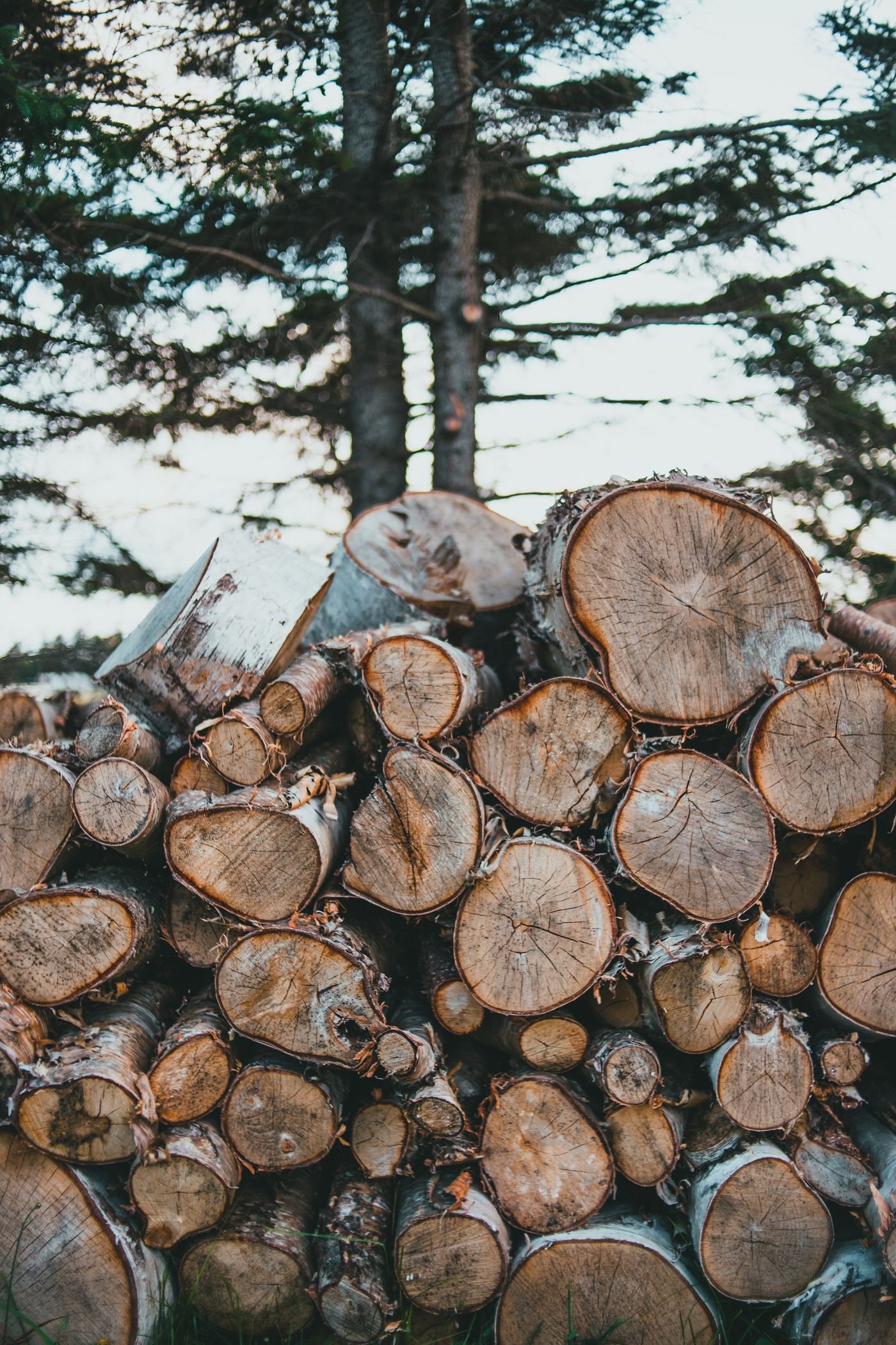 Grumes de bois empilées